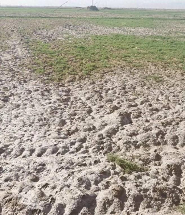 “要啃就啃最硬的骨头”——中国农业科学院盐碱地改良创新团队攻关纪实