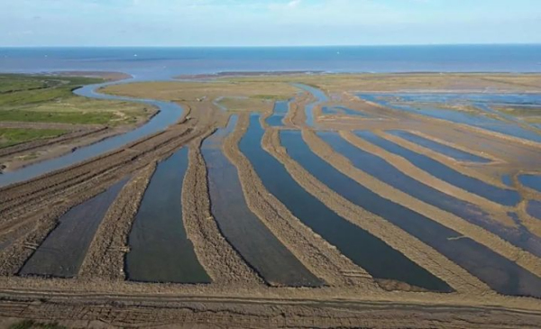 江苏盐城：盐碱地上创造“绿色奇迹”