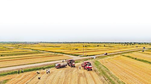 “唤醒”盐碱地 共话新“丰景”