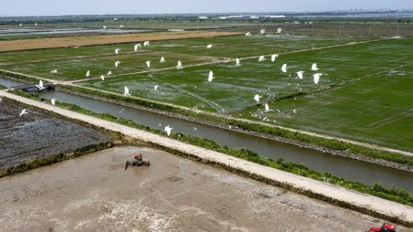 代表建议｜韩秋香：合理利用天气，提高盐碱地综合开发利用