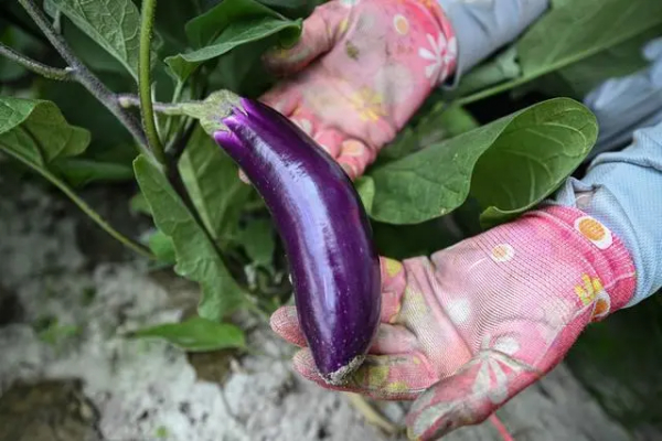 海南文昌：盐碱地上建光伏 光伏板下种蔬果