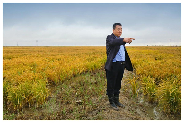 只为万亩碱滩稻花香