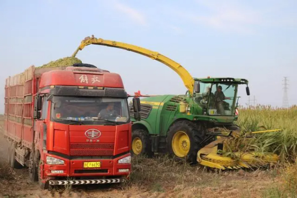 多方探索发展甜高粱产业用好盐碱地