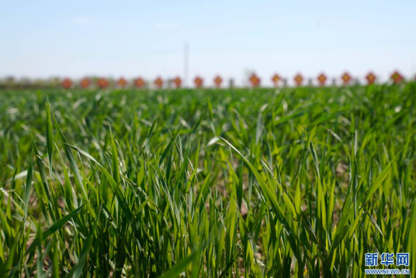 河北沧州：加强盐碱地综合改造利用 特色农业“生金”