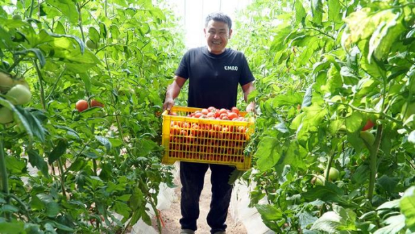 平罗县宝丰村：昔日盐碱地 今朝“金窝窝”