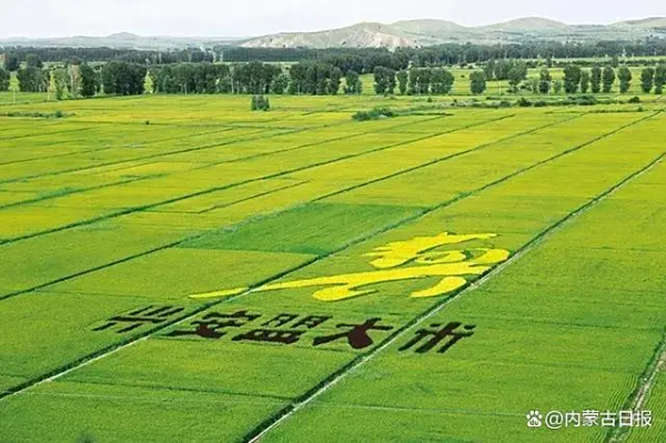 袁隆平院士专家工作站引进六年来，兴安盟推广耐盐碱水稻种植面积近六十万亩 昔日盐碱地今日新粮仓