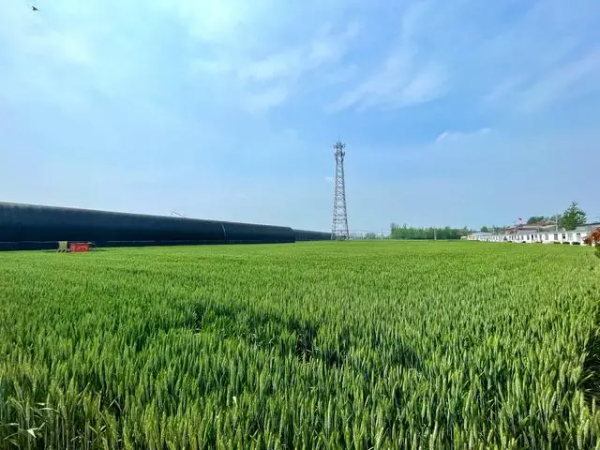 盐碱地建起农业产业园，绿色果蔬种出“科技范儿”丨俺是新农人