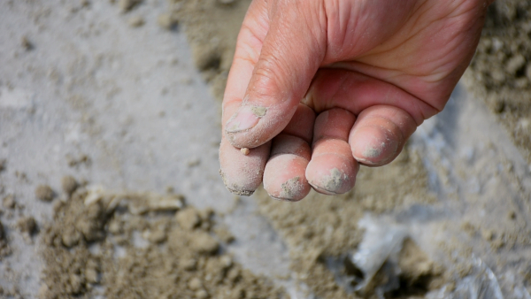 盐碱地里多探索 多元增收种高粱