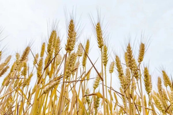 盐碱地上好“丰”景 | 一粒麦种的“成长之旅”