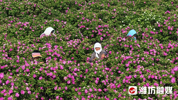 潍坊滨海的盐碱地上，有片玫瑰花海