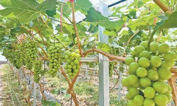 山东东营：盐碱地上种葡萄，底气从哪里来？