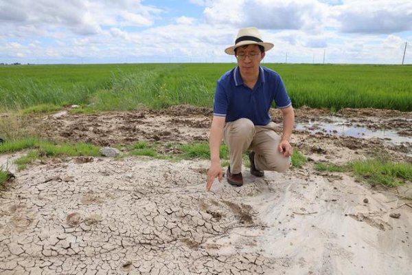 盐碱地里演绎“化稻”传奇