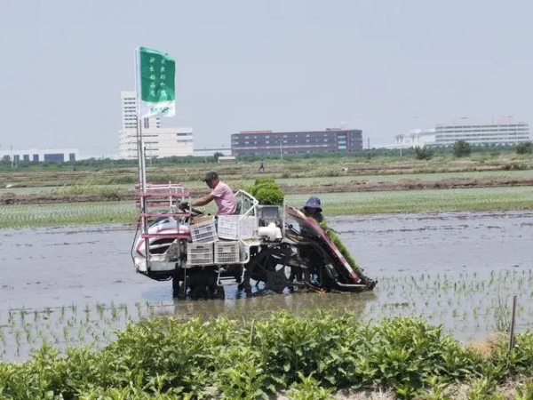 盐碱地里稻花香——天津两万亩盐碱地种出高产小站稻