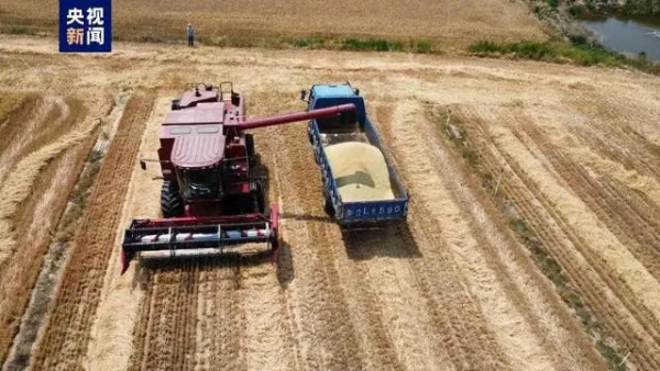 谁说盐碱地没有好收成？山东潍坊3万亩盐碱地小麦创高产纪录