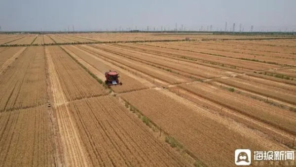 600公斤！这是盐碱地里的大丰收