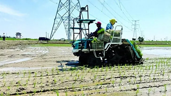 太平镇太平村写好土地大文章：盐碱地中生绿洲 麦稻兼作促增收