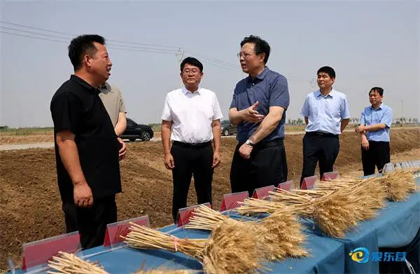 杨国强调研盐碱地综合利用工作