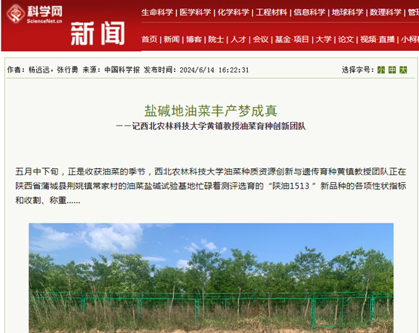 盐碱地油菜丰产梦成真