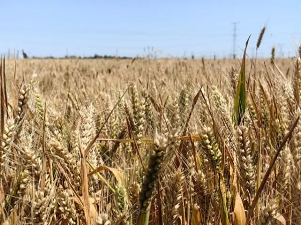 盐碱地变“丰收田”——山东茌平夏收一线见闻