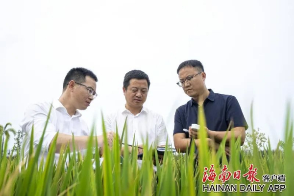 盐碱地如何变米粮仓？海南有招！