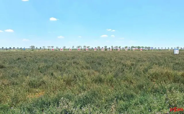 中华环保世纪行丨盐碱地如何变丰产田？山东这地探索现代农业示范样板