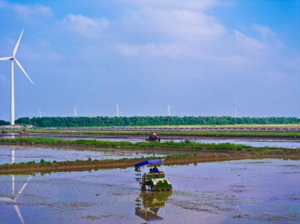 江苏如东：压盐法 + 育良种 + 高科技，盐碱地变粮仓