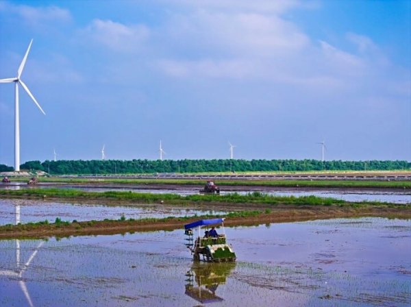 江苏如东：探索“良法”、引入“良种”、集成“良技” 让盐碱地脱“贫”变粮仓