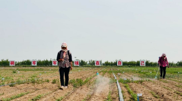 从“选育良种”到全机械生产，盐碱地上何以“长”出粮仓