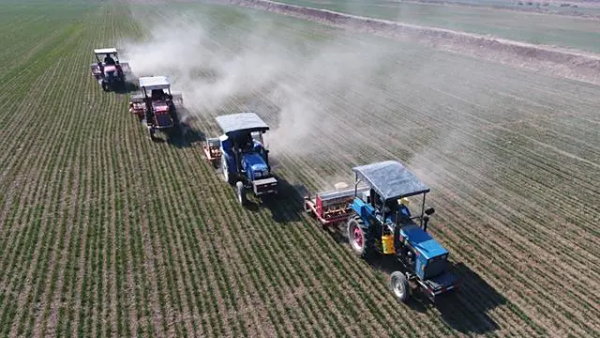 盐碱地破“碱”重生 东营小麦亩产超千斤｜改革成果看山东