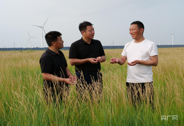 乡村振兴看内蒙古｜盐碱荒滩变“绿洲” 羊草铺就致富路