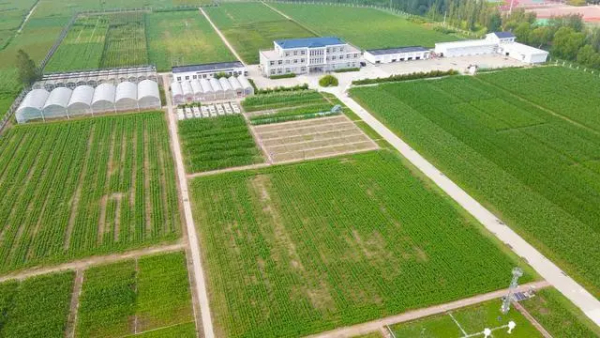 河北南皮：繁育“好种子” 盐碱地变“高产田”