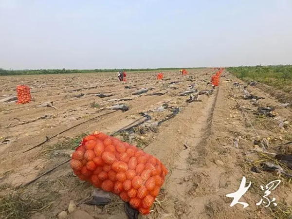 从“白茫茫”到“绿油油”，盐碱地变身“新粮仓”