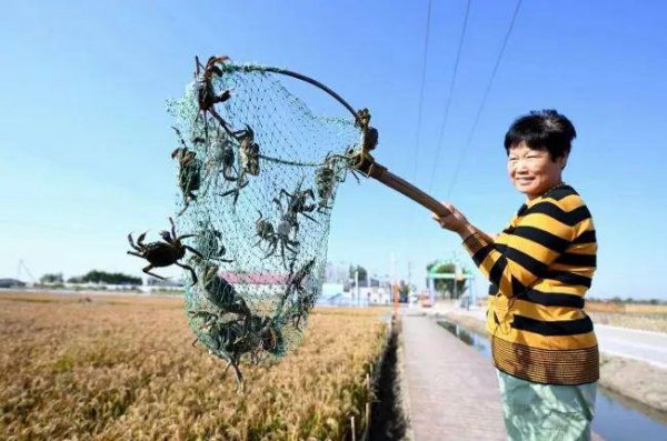 河北：“唤醒”盐碱地 做好特色农业大文章