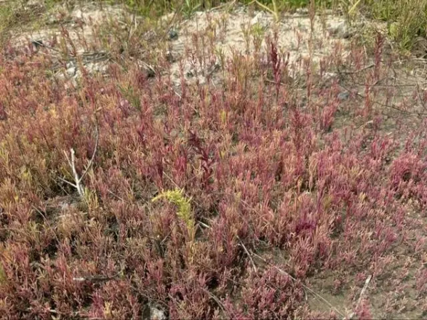 关注上海南汇湿地面积萎缩，上海海洋大学师生启动“碱”盐行动