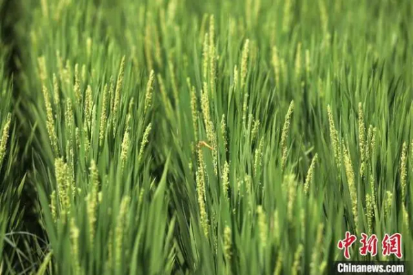 河北沧县：盐碱地上稻花飘香