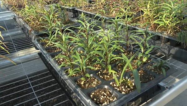 东营市河口区：改地改种成效显著 全力答好“盐碱地农业之题”