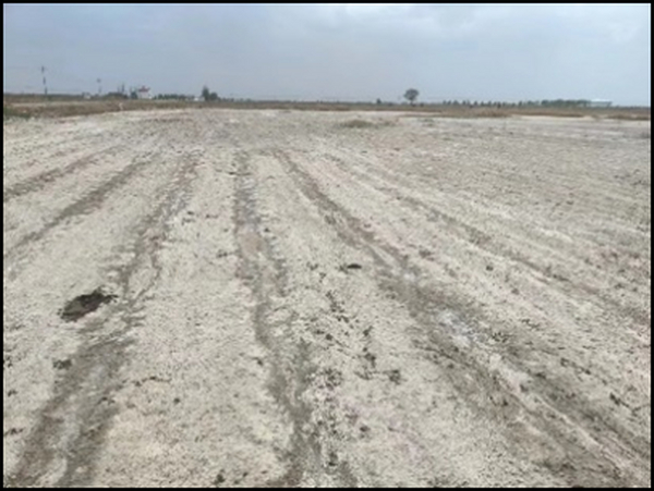 “盐碱”变“良田”—内蒙古师范大学学生团队改良盐碱地的创新实践