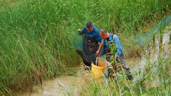 杭锦旗：一田双收 虾稻共作振兴路上好“丰”景