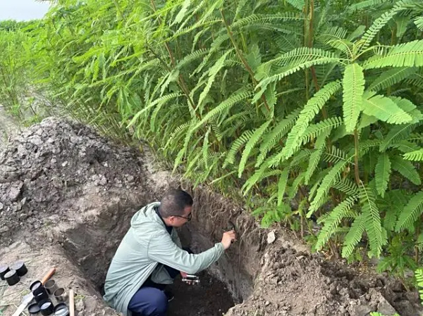 连续两年示范，高蛋白牧草“潜力股”有效改善重度盐碱地