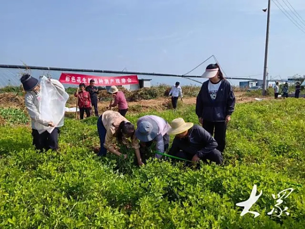东营：盐碱地上彩色花生喜丰收，亩产最高超900斤