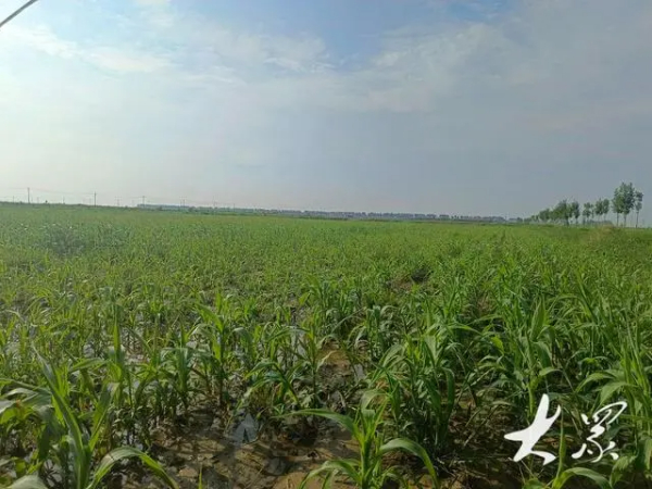 从生态荒漠到沃野千里，山东盐碱地治理绘就丰收新画卷