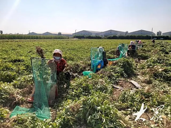 黄三角农高区：盐碱地上创高产，亩产花生624.62公斤