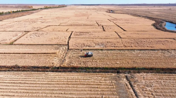 黑龙江肇源县盐碱地改良取得突破性进展
