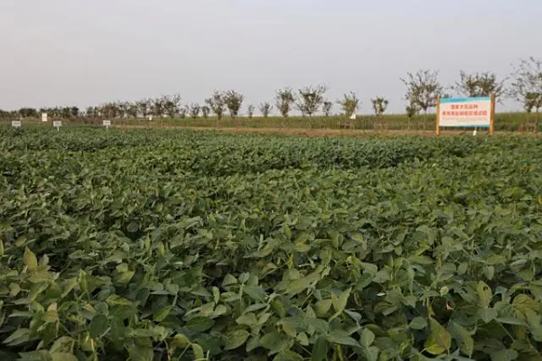 瞄准关键环节加快品种选育，山东把盐碱地变“希望的田野”