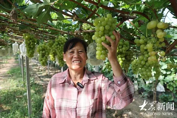 盐碱地“变形记”｜“我们盐碱地上的葡萄可甜了！”