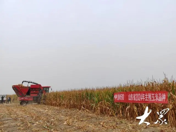 650.1公斤/亩！“鲁单510”在中度盐碱地上创出新高产