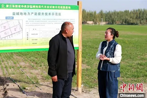 新疆疏勒：盐碱荒漠变良田