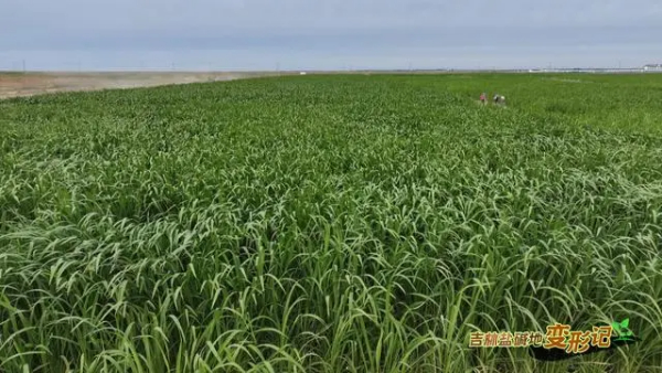 破“碱”重生！吉林盐碱地变形记