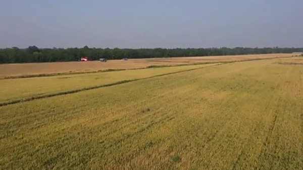 东营市河口区：盐碱地特色种业规模种植 助力农民增产增收