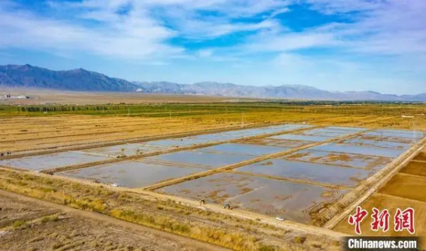 新疆兵团持续推进盐碱地综合开发治理
